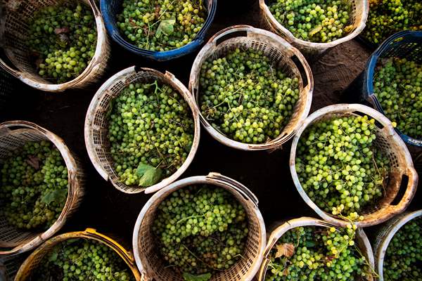 Grape fields in Turkiye's Manisa