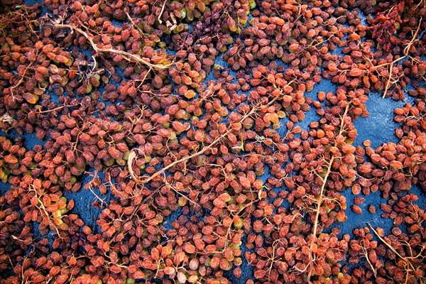 Grape fields in Turkiye's Manisa