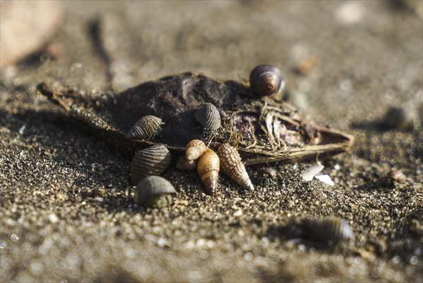 International Coastal Cleanup Day in El Salvador