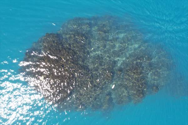 Van Gölü'nde 32,2 metre uzunluğunda mikrobiyalit görüntülendi