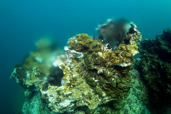 Van Gölü'nde 32,2 metre uzunluğunda mikrobiyalit görüntülendi