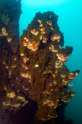 Van Gölü'nde 32,2 metre uzunluğunda mikrobiyalit görüntülendi