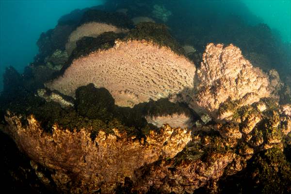 Van Gölü'nde 32,2 metre uzunluğunda mikrobiyalit görüntülendi