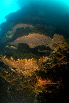 Van Gölü'nde 32,2 metre uzunluğunda mikrobiyalit görüntülendi