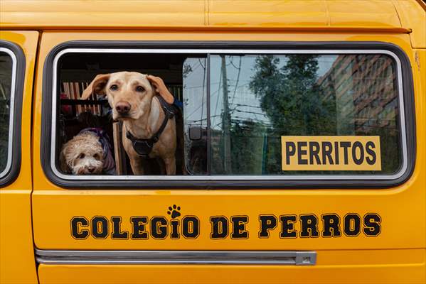 Dogs ride the bus to school