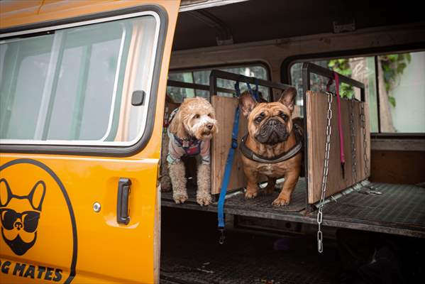 Dogs ride the bus to school