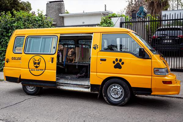 Dogs ride the bus to school