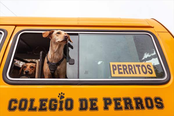 Dogs ride the bus to school