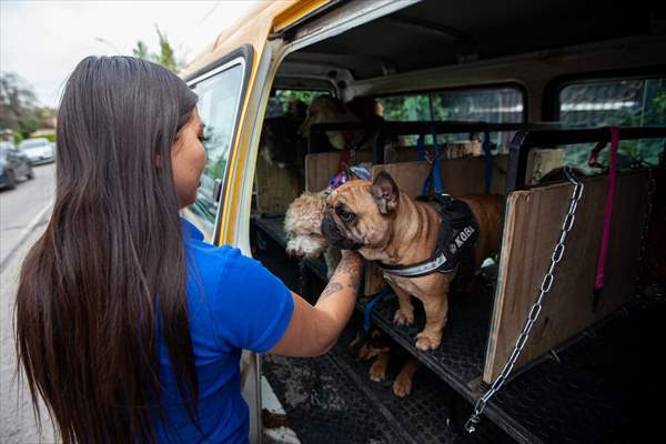 Dogs ride the bus to school