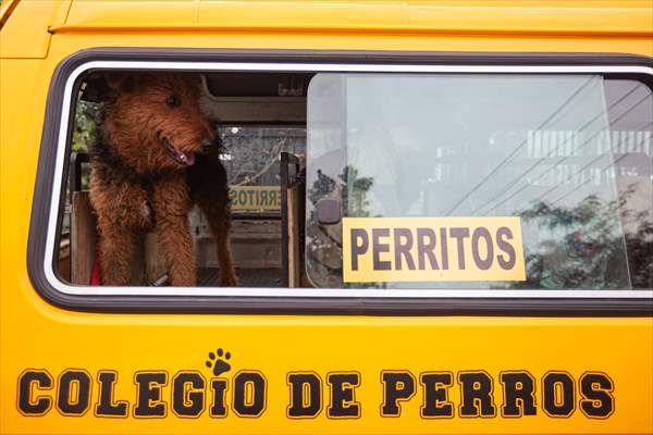Dogs ride the bus to school