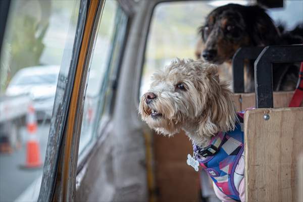 Dogs ride the bus to school