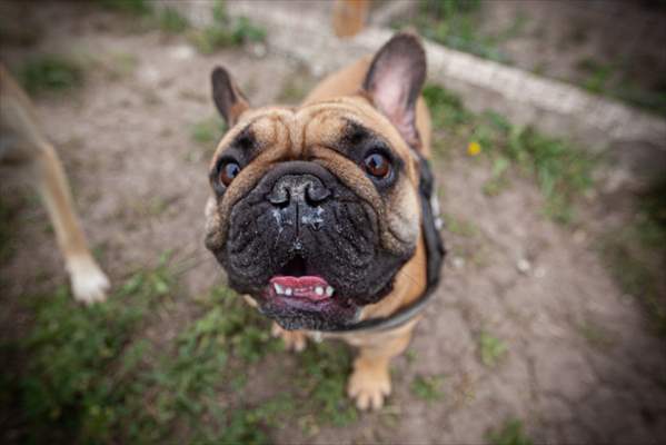 Dogs ride the bus to school