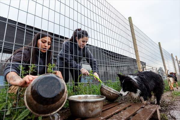 Dogs ride the bus to school