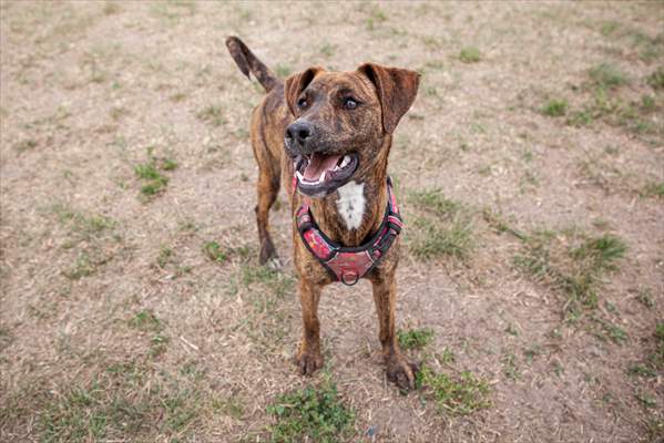 Dogs ride the bus to school