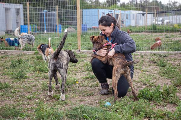 Dogs ride the bus to school