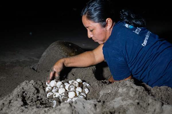 Conservation of sea turtle reproduction in El Salvador
