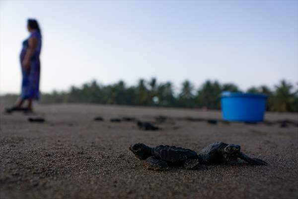 Conservation of sea turtle reproduction in El Salvador
