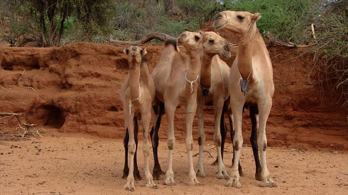 Drought worsens in Kenya amid insufficient rain