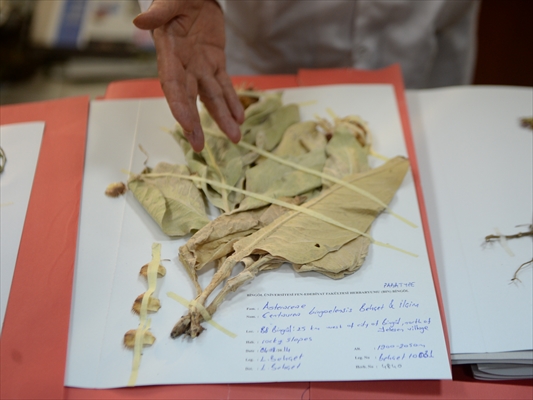 Bingöl'de Herbaryum Hazırlık Odası'nda yaklaşık 27 bin bitki saklanıyor