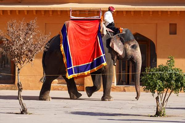 UNESCO World Heritage Site: Historical Amber Fort in India's Jaipur