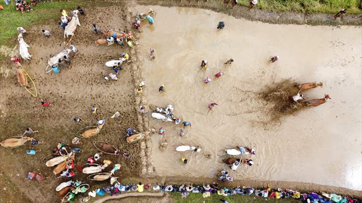 "Pacu Jawi" traditional bull race in Indonesia