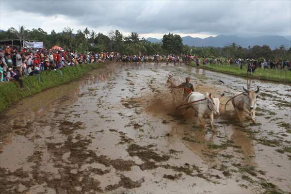 "Pacu Jawi" traditional bull race in Indonesia