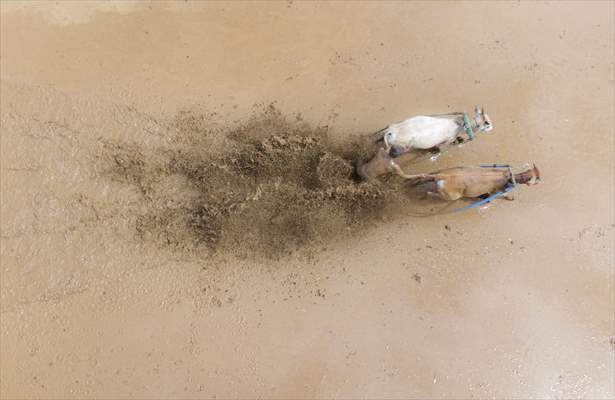 "Pacu Jawi" traditional bull race in Indonesia