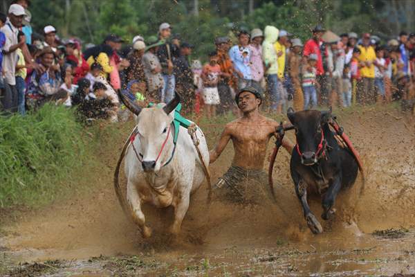 "Pacu Jawi" traditional bull race in Indonesia