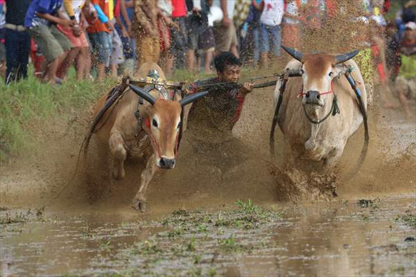 "Pacu Jawi" traditional bull race in Indonesia