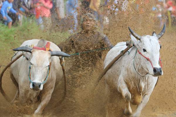 "Pacu Jawi" traditional bull race in Indonesia