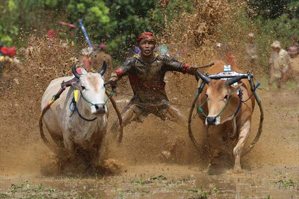 "Pacu Jawi" traditional bull race in Indonesia