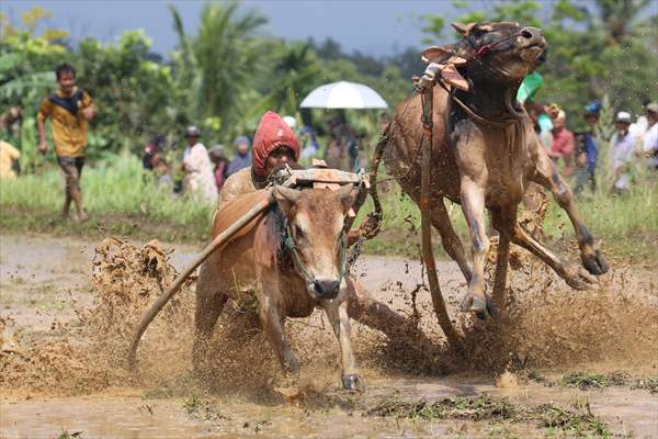 "Pacu Jawi" traditional bull race in Indonesia