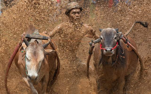 "Pacu Jawi" traditional bull race in Indonesia