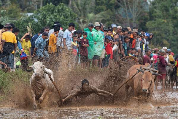 "Pacu Jawi" traditional bull race in Indonesia