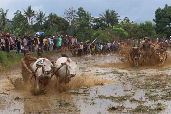 "Pacu Jawi" traditional bull race in Indonesia