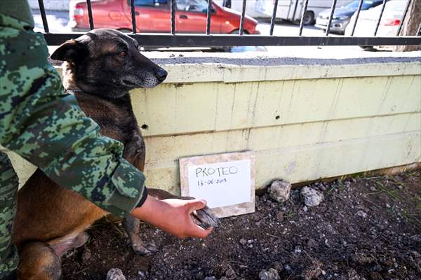 Mexican rescue dog Proteo, who died on duty in earthquake-hit southern Turkiye, buried in Adiyaman