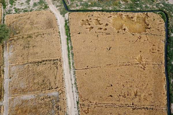 Wheat harvest in Pakistan's Hyderabad