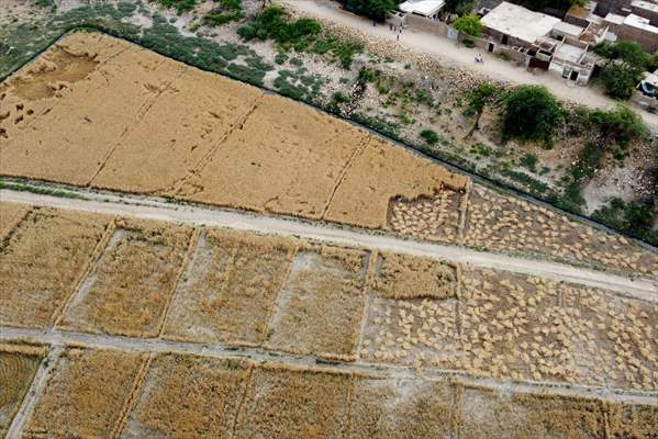 Wheat harvest in Pakistan's Hyderabad