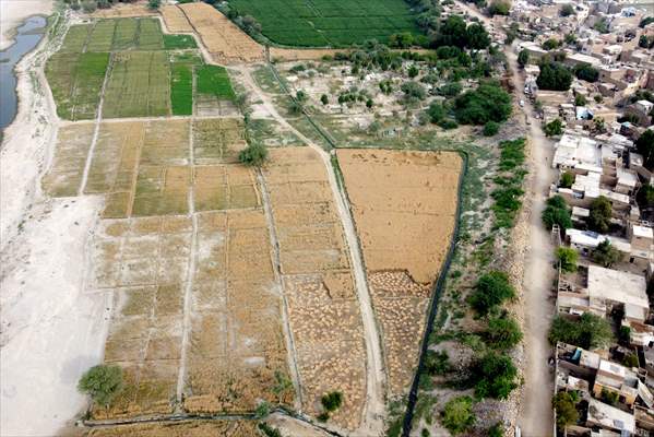 Wheat harvest in Pakistan's Hyderabad