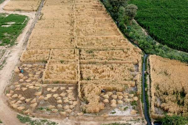 Wheat harvest in Pakistan's Hyderabad