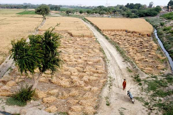 Wheat harvest in Pakistan's Hyderabad