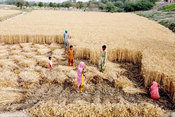 Wheat harvest in Pakistan's Hyderabad