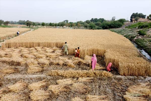 Wheat harvest in Pakistan's Hyderabad