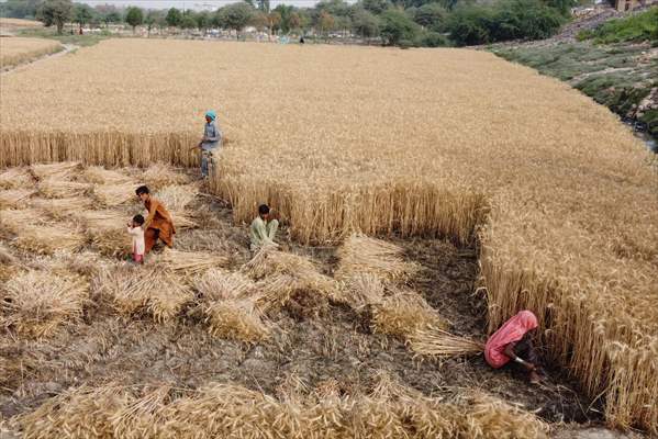 Wheat harvest in Pakistan's Hyderabad