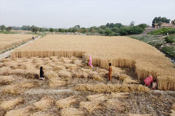 Wheat harvest in Pakistan's Hyderabad