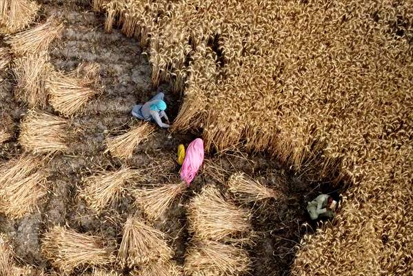 Wheat harvest in Pakistan's Hyderabad