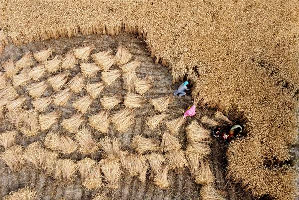 Wheat harvest in Pakistan's Hyderabad