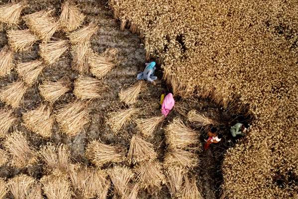 Wheat harvest in Pakistan's Hyderabad