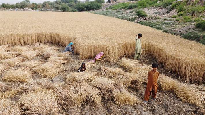 Wheat harvest in Pakistan's Hyderabad