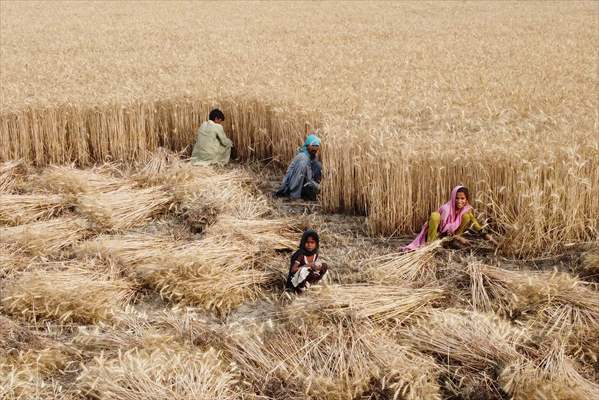 Wheat harvest in Pakistan's Hyderabad